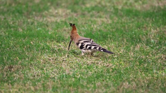 Small Hoopoe looking for food on a patch of cut grass