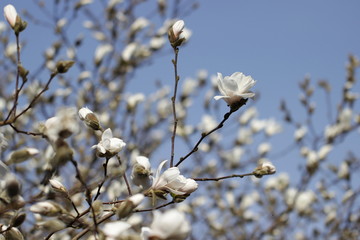 weiße Magnolie