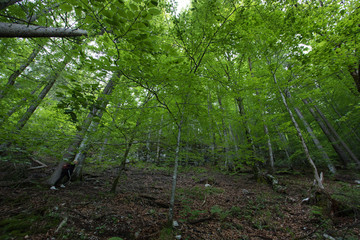 Fototapeta na wymiar Weitwinkel - Erdiger Boden mit hoch hinausragenden Bäumen im Wald