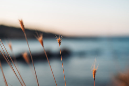 Close-up of plant by the sea