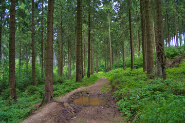 Matschiger Wanderweg mit einer Pfütze - Nadelwald mit Moos