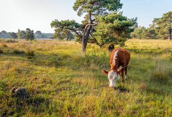 Hereford cow eating grass in a Dutch nature reserve