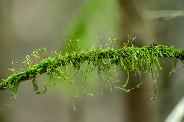 Green Moss growing on a small twig in a forest