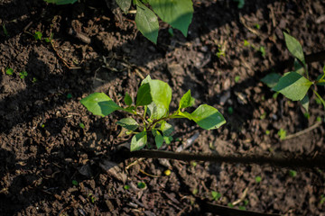 Tomato plant leaf in Bangladesh