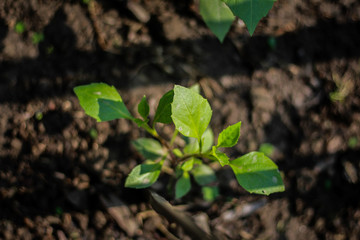 Tomato plant leaf in Bangladesh