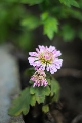 Chrysanthemum flower picture in Bangladesh