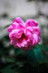 Beautiful Rose picture in Bangladesh