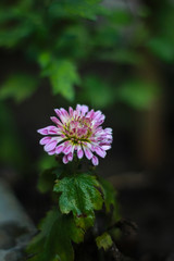 Chrysanthemum flower picture in Bangladesh