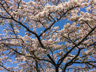 Cherry blossoms in Alishan, Taiwan