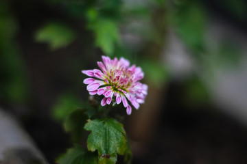 Chrysanthemum flower picture in Bangladesh