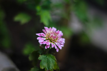 Fototapeta premium Chrysanthemum flower picture in Bangladesh