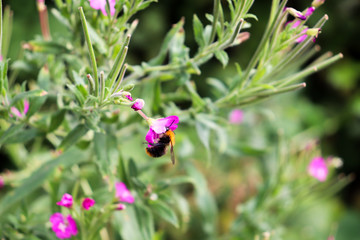 Bee on Purple Flower