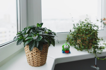 Houseplants in the home interior.
