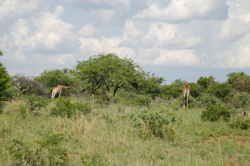 Giraffe in South Africa