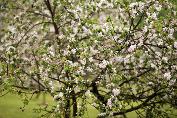 branch of apple tree in spring