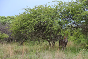 impala in South Africa