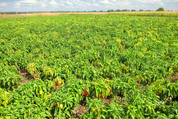 Fototapeta na wymiar Peppers growing in a field in the summer