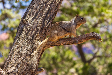 Portrait of a squirrel on a tree, Arizona, USA.