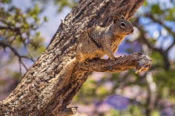 Portrait of a squirrel on a tree, Arizona, USA.