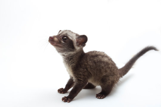 The Baby Asian palm civet or luwak (Paradoxurus hermaphroditus) is a viverrid native to South and Southeast Asia. isolated on white background