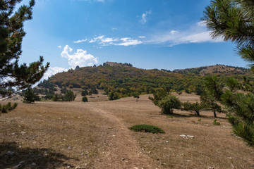 Fototapeta na wymiar Panorama of the Ai-Petri plateau with low pines on a cloudy sunny day.