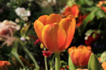 Bright orange tulip