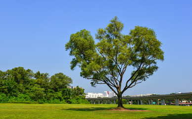 Public park in Singapore Downtown