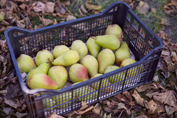 Freshly harvested juicy flavorful yellow pears in plastic crates. Small farm concept. Free space for text . Flat lay. Top view