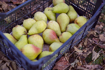 Freshly harvested juicy flavorful yellow pears in plastic crates. Small farm concept. Free space for text . Flat lay. Top view