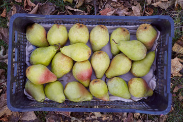 Freshly harvested juicy flavorful yellow pears in plastic crates. Small farm concept. Free space for text . Flat lay. Top view