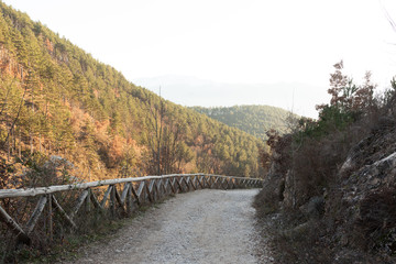 Naklejka premium Foresta