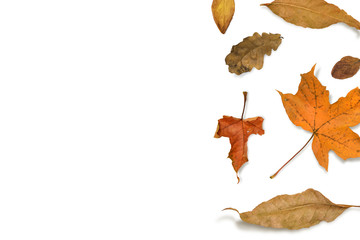 Dried fall leaves. Autumn background. Flat lay season composition.