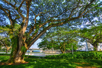 Obraz premium Public park in Singapore Downtown