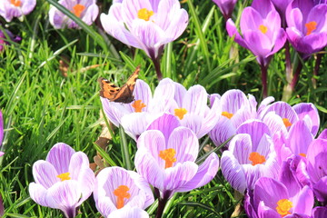 Obraz premium small tortoiseshell butterfly on a crocus