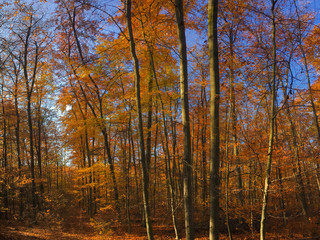 Autumn forest scenery with ground of fall leaves