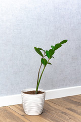 Zamioculcas in flower pot. Interior decoration