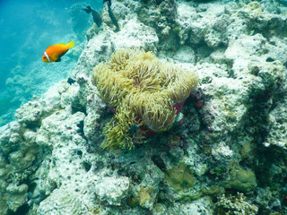 Naklejka na ściany i meble clownfish and anemone