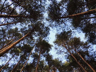 A pine forest in the Sierra de Guadarrama National Park. Madrid's community. Spain