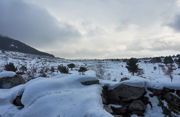 Snow in the Port of Canencia. National Park of the Sierra de Guadarrama. Madrid's community. Spain