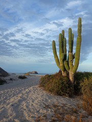 kaktus w słońcu