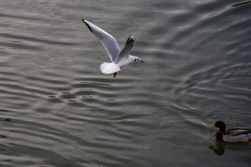 Seagull