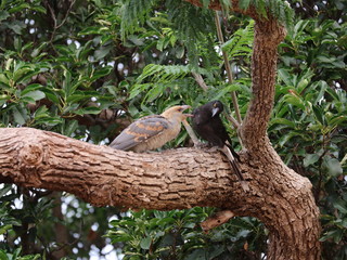 Baby Channel Billed Cuckoo Bird