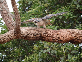 Baby Channel Billed Cuckoo Bird