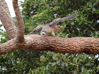 Baby Channel Billed Cuckoo Bird