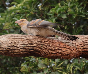 Baby Channel Billed Cuckoo Bird