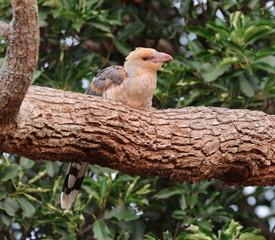 Baby Channel Billed Cuckoo Bird