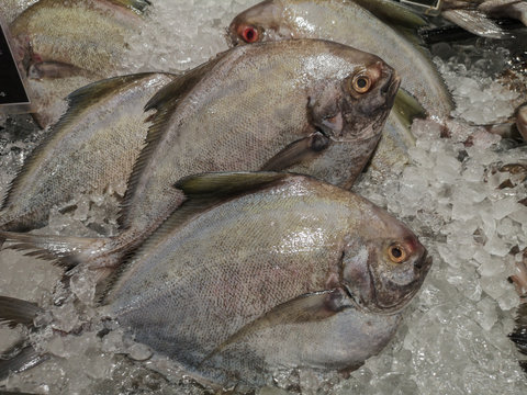 Row fresh Black pomfret fish on ice in market.
