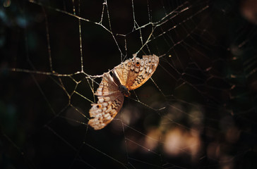 A brown butterfly has stuck on the spider web