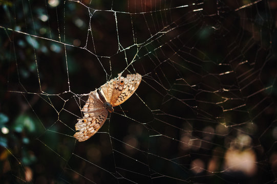 A brown butterfly has stuck on the spider web