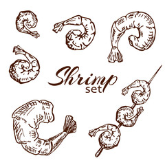 Hand drawn engraved shrimp or prawn illustration isolated on white background. Outline sketch of roasted seafood. Grilled shrimp skewers in vintage style collection. Tasty cooked fried prawns.